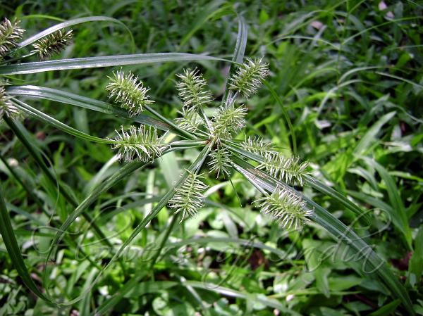 Cyperus Cyperoides Common Flat Sedge